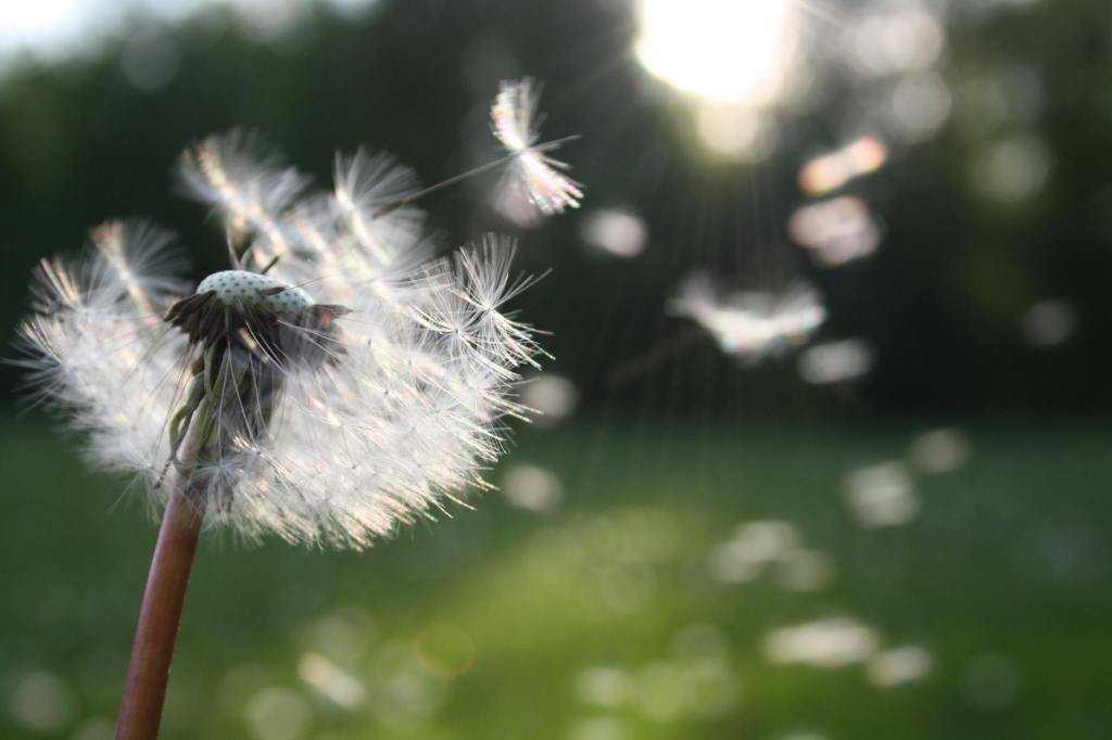 A Mini Mindful Moment Upon a&nbsp;Breeze…