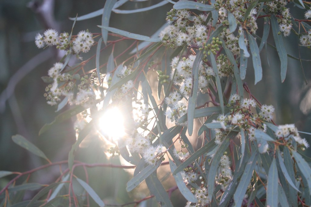 A Meditative Poetic Moment Finding the&nbsp;Light