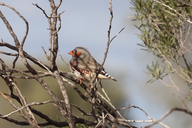 A Mini Mindful Moment Birdwatching in the Australian&nbsp;Outback