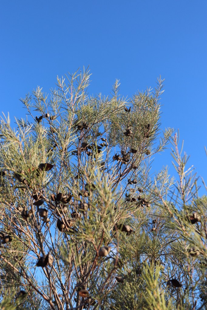 A Poetic Moment Pondering the Importance of Energetically Releasing Elements from Ones&nbsp;Mind…