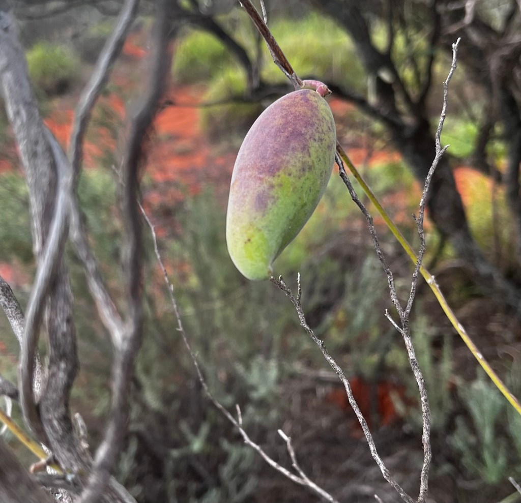 A Poetic Moment Pondering how Life is Akin to an Outback Banana&nbsp;Vine