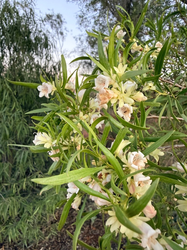 A Mini Mindful Moment of Rejuvenating with the Beauty of Australian&nbsp;Bushland