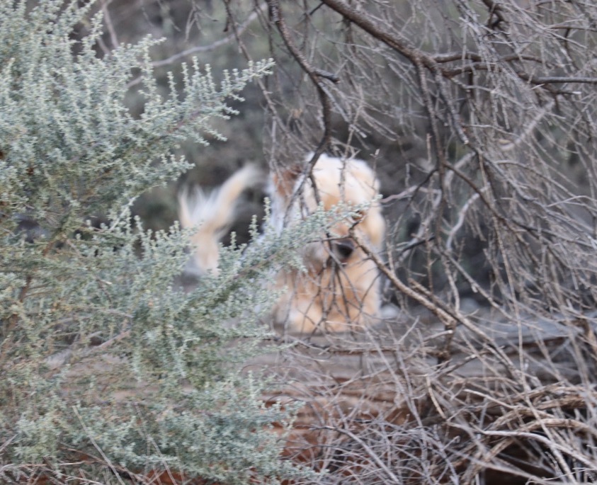 A Poetic Moment pondering how the Benefits of Having a Pet is more than just&nbsp;Companionship