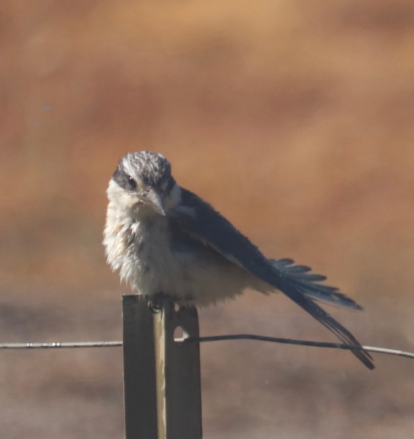 Exploring Nature’s Serenity thru a Mindfully Curated Meditative&nbsp;Compilation