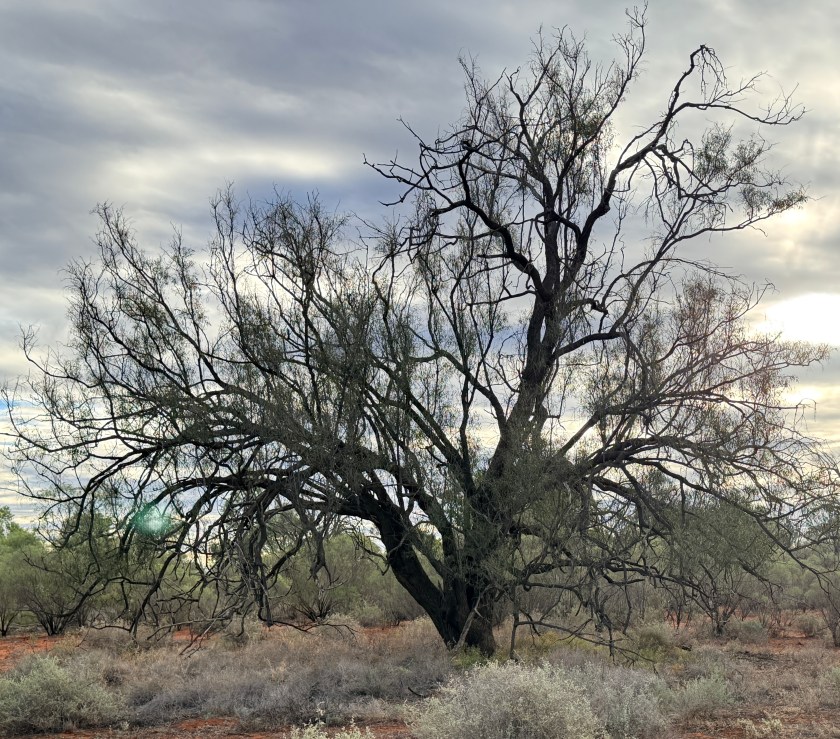 A Mindful Moment Aligning to the Outback Life of a&nbsp;Tree